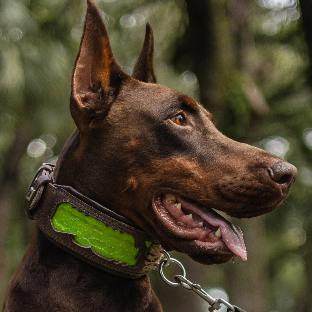 The ''Venom'' collar - Image 5