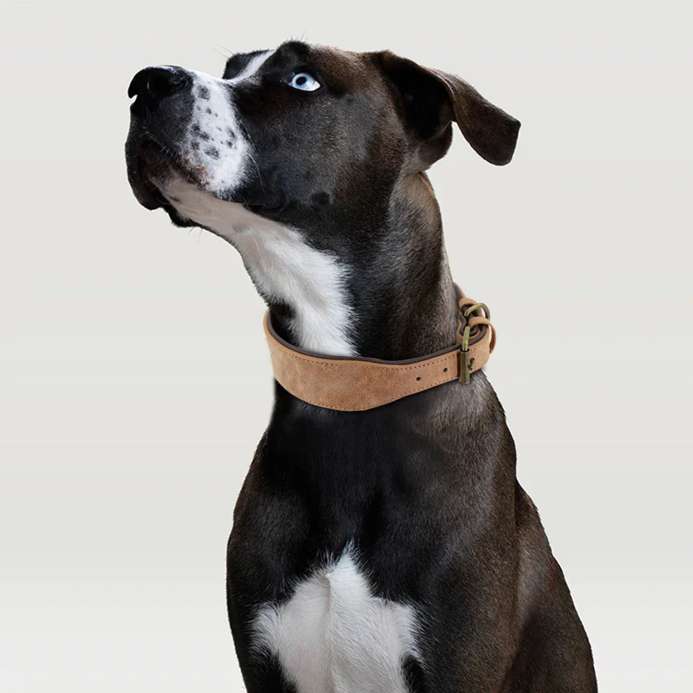 The Wide Luxe Collar - Padded Leather for Large Dogs - Image 2