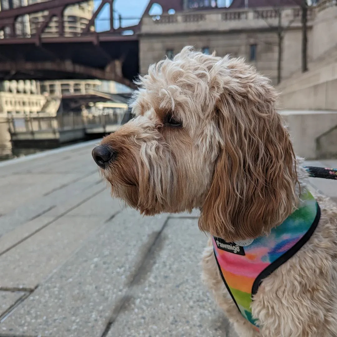 Tie-Dye For Reversible Harness - Image 8