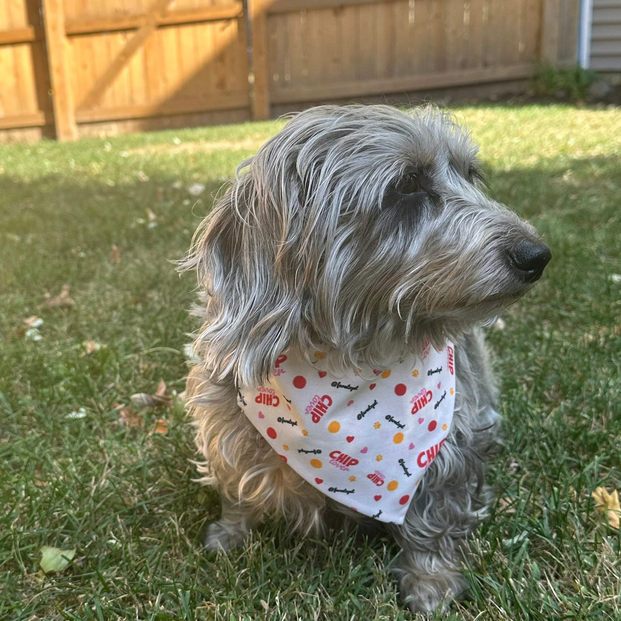 Tie-on Dog Bandana | Adjustable String-tie Bandana for Dogs and Cats - Image 6