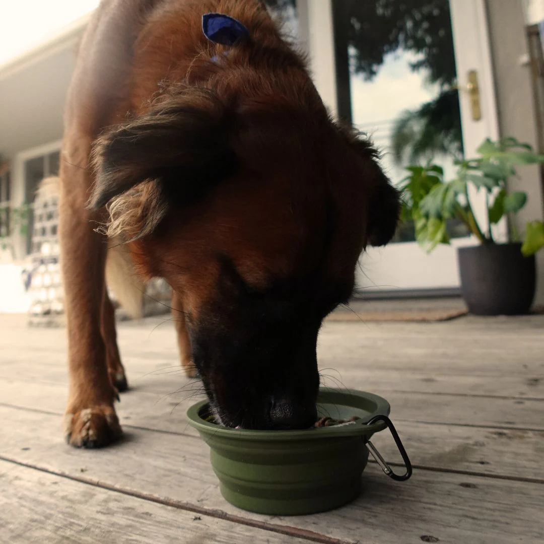 Tilley + Me Collapsible Travel Pet Bowl with Clip – Compact, Reusable and Easy to Clean - Image 8