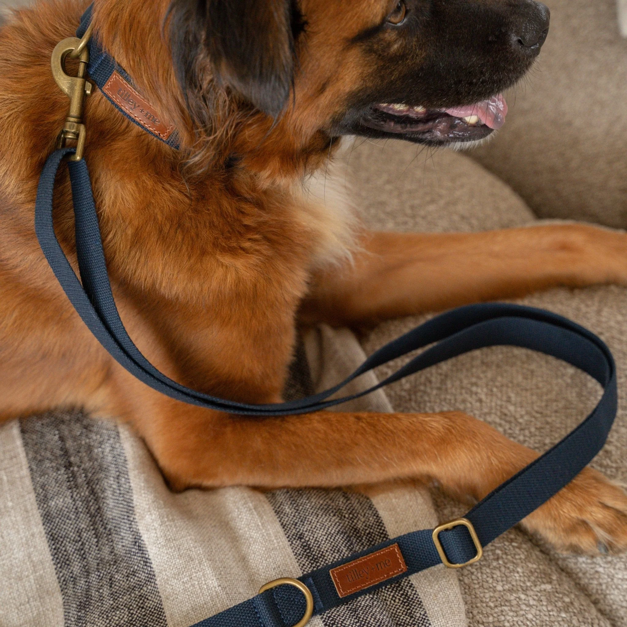 Tilley + Me Hemp Cotton Dog Collar – Durable, Adjustable, Soft – Joshua Tree - Image 14