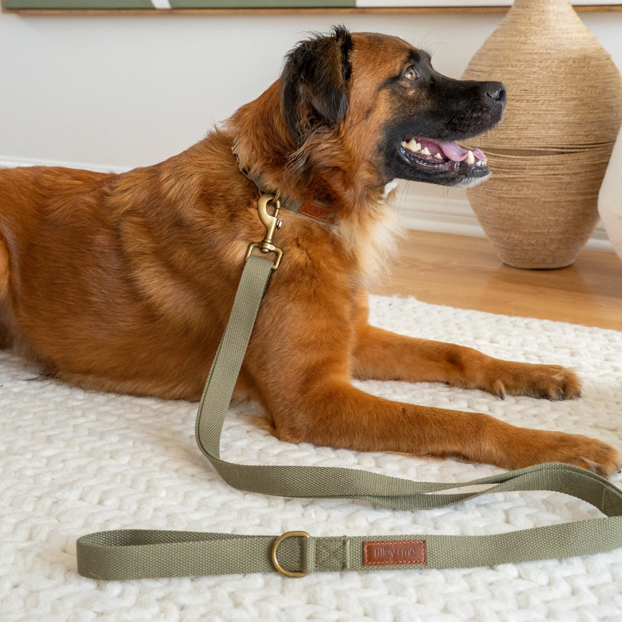 Tilley + Me Hemp Cotton Dog Collar – Durable, Adjustable, Soft – Joshua Tree - Image 2