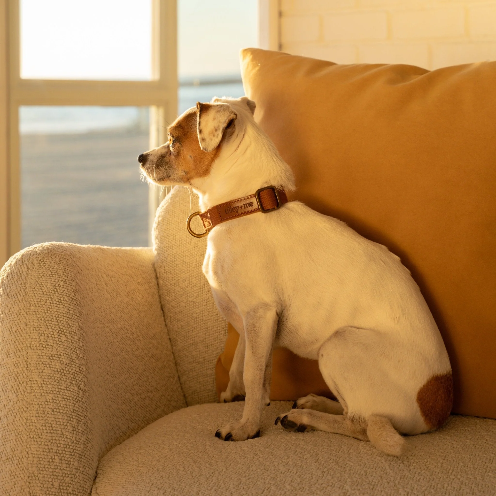 Tilley + Me Hemp Cotton Dog Collar – Durable, Adjustable, Soft – Joshua Tree - Image 9