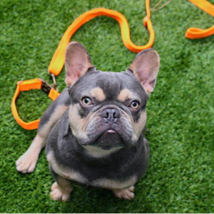 Tilley + Me Hemp Cotton Dog Leash - Durable, Sustainable, Adjustable, Lightweight & Soft-Malibu - Image 10