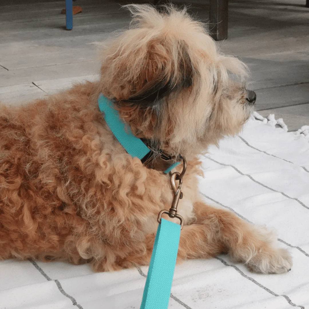 Tilley + Me Hemp Cotton Dog Leash - Durable, Sustainable, Adjustable, Lightweight & Soft-Malibu - Image 11