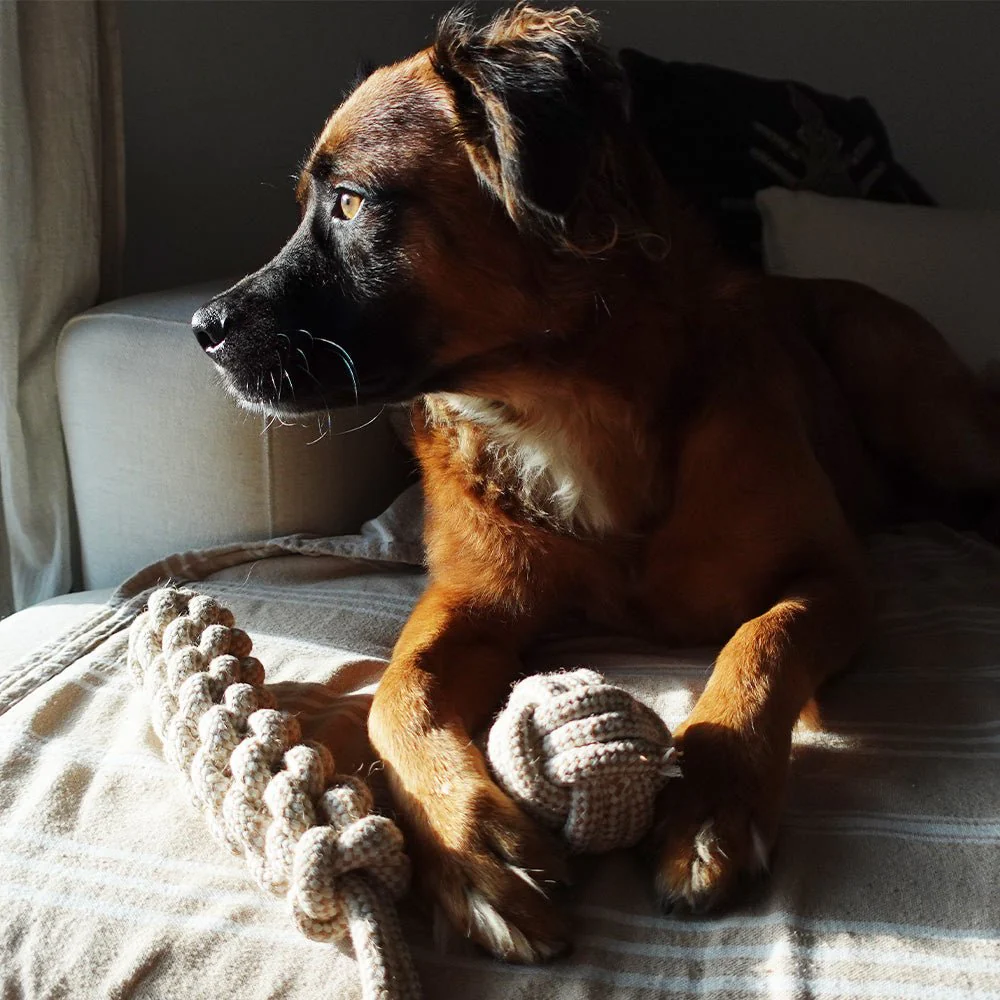 Tilley + Me Indestructible Hemp Rope Ball Toy - Sustainable and Non-Toxic Pet Toy - Image 4
