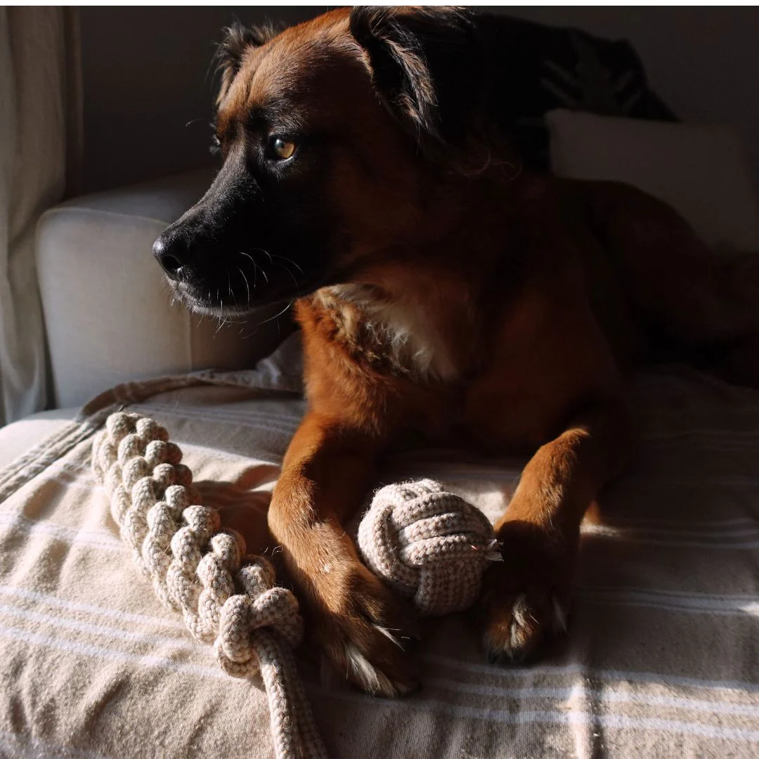 Tilley + Me Indestructible Hemp Rope Tug Toy - Sustainable and Non-Toxic Pet Toy - Image 2
