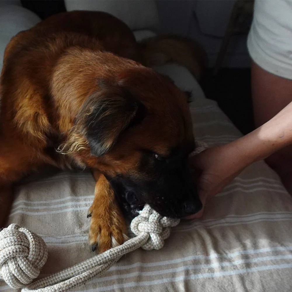 Tilley + Me Indestructible Hemp Rope Tug Toy - Sustainable and Non-Toxic Pet Toy - Image 6