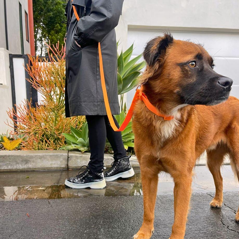 Tilley + Me PVC Handsfree Dog Leash - All Weather Waterproof Durable & Odor-Resistant - Image 2