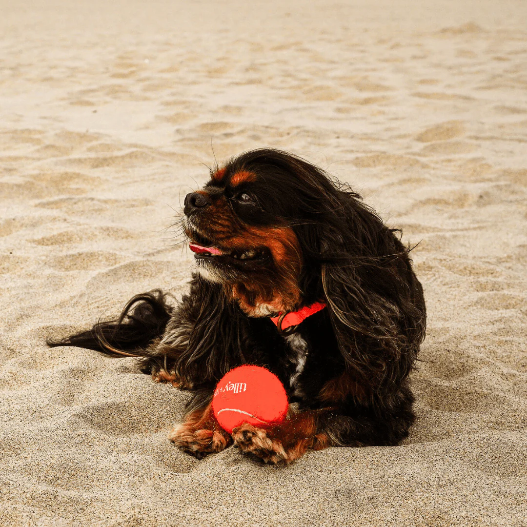 Tilley + Me Tennis Ball for Dogs - Image 3