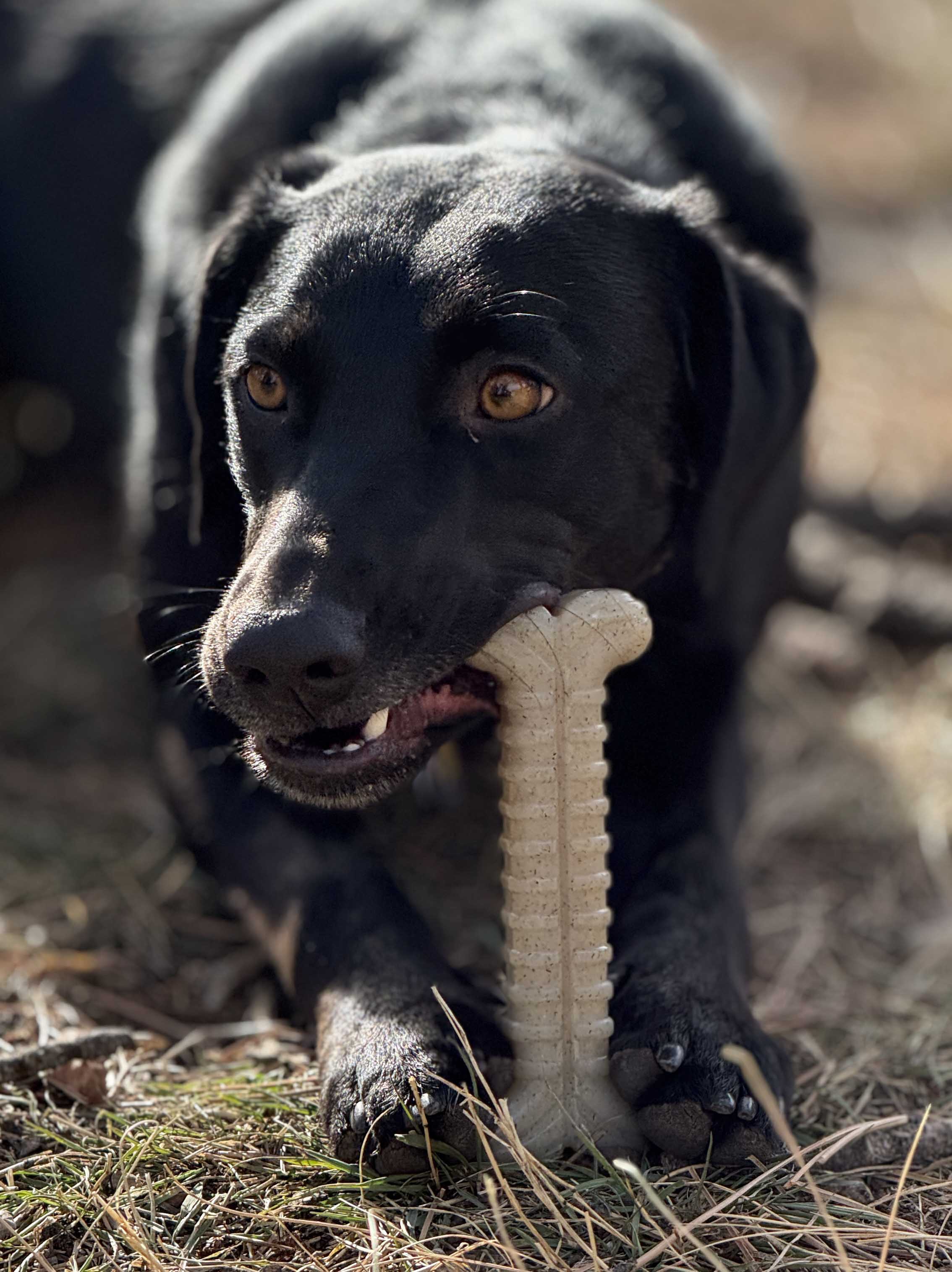 Tough Bone Nylon Chew Bone | Ultra-Durable Dog Toy for Aggressive Chewers | SodaPup - Image 3