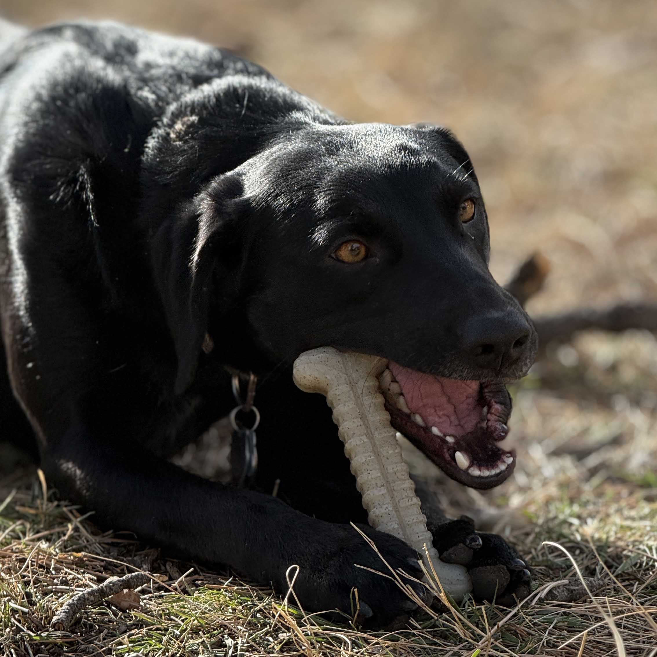 Tough Bone Nylon Chew Bone | Ultra-Durable Dog Toy for Aggressive Chewers | SodaPup - Image 4
