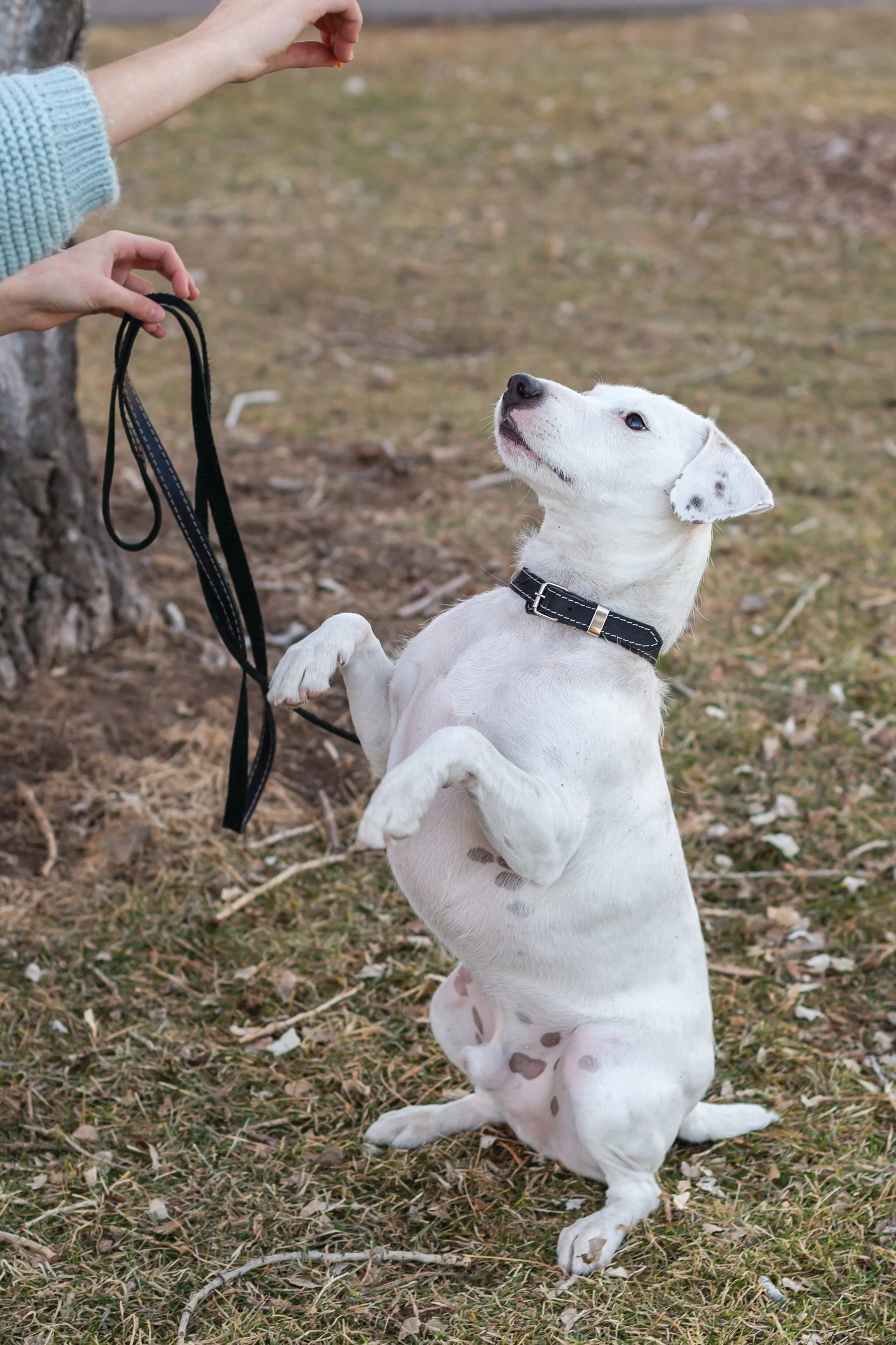 Traditional Black Leather Dog Collar - Image 3