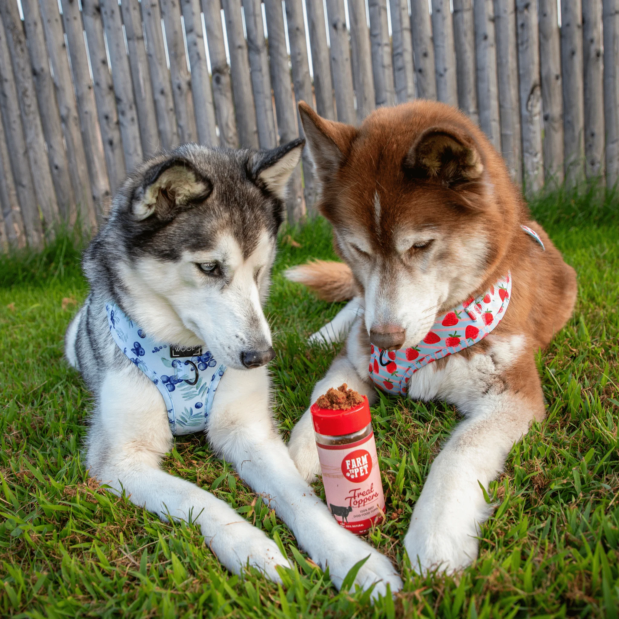 Treat Topper Beef Dog Food Topper | Powdered Meal Topper for Pets - Image 3