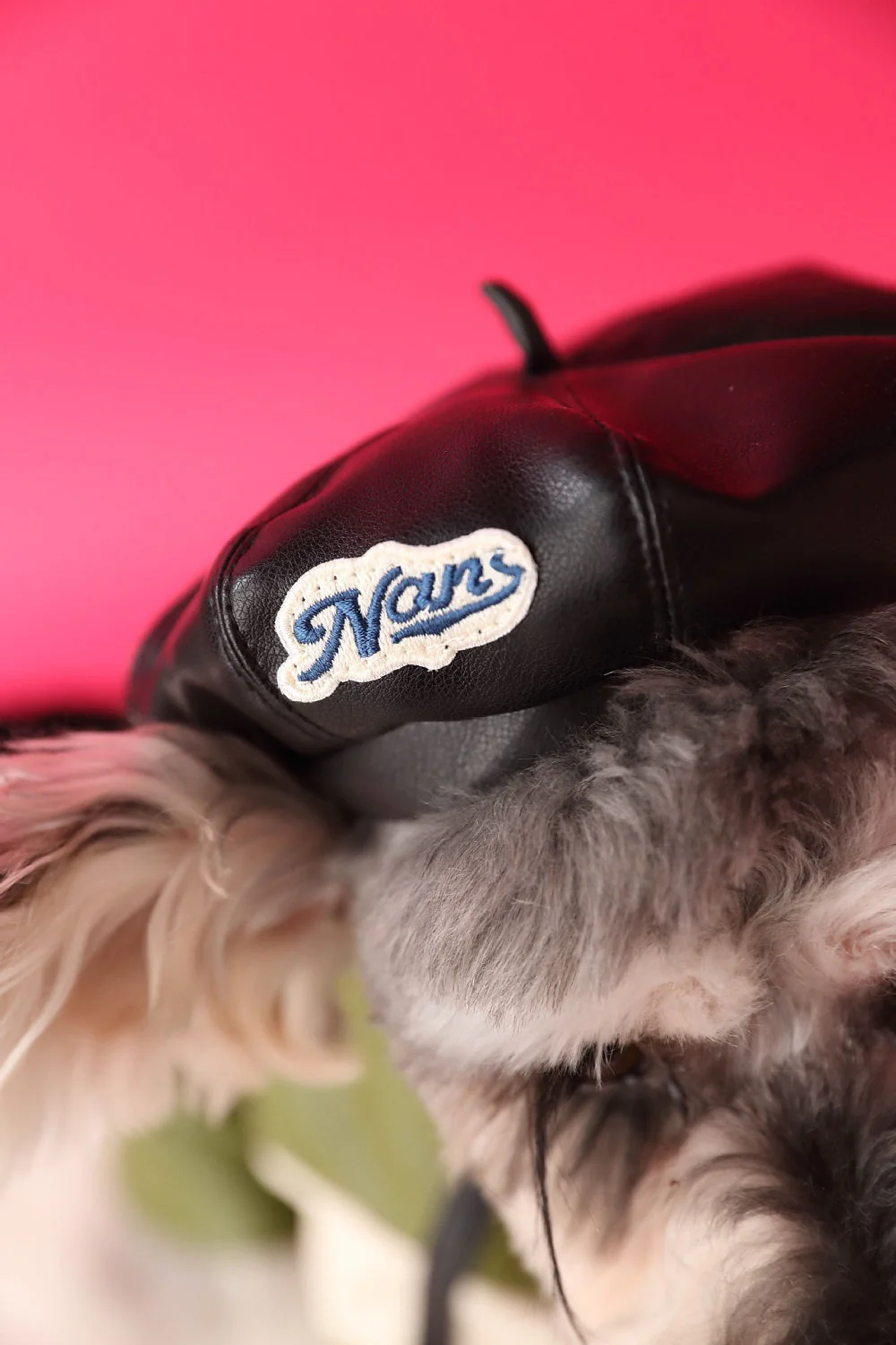 Trendy Pet Beret - Image 4