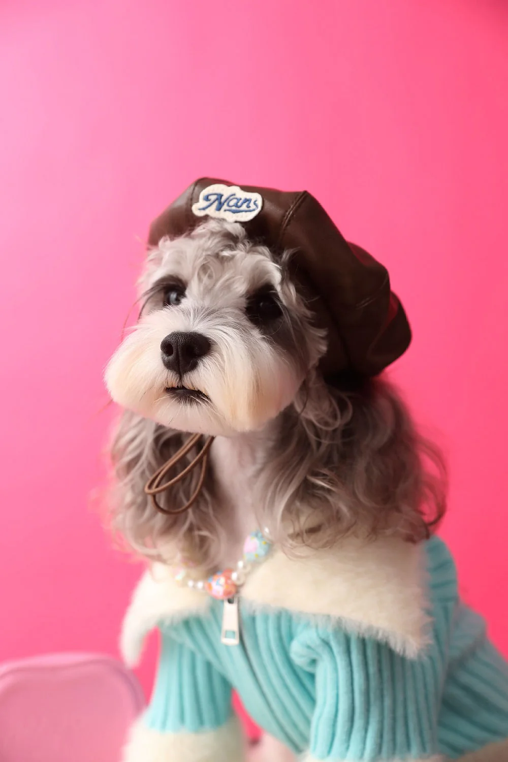 Trendy Pet Beret - Image 9