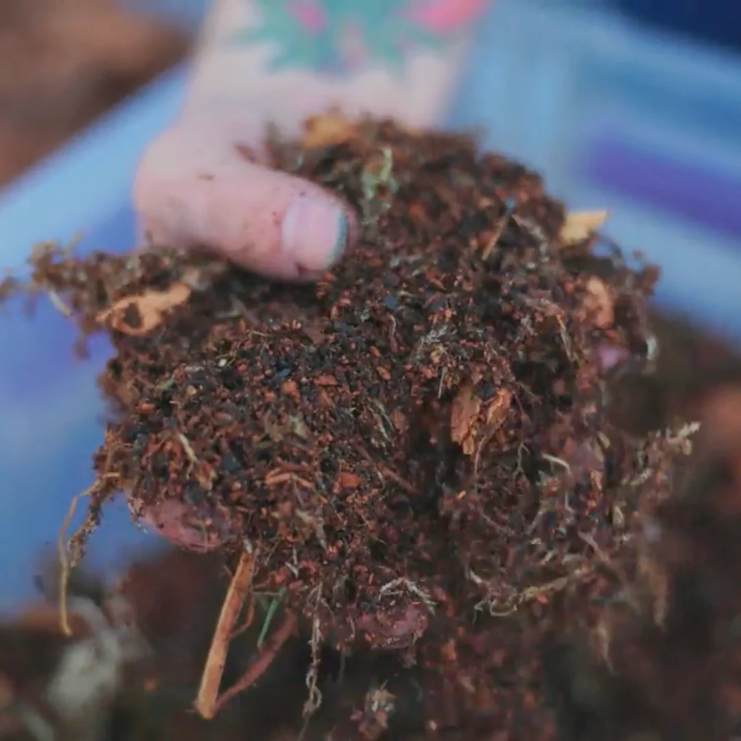 TropicalBase Terrarium Mix; Bioactive Ready to Use - Image 2