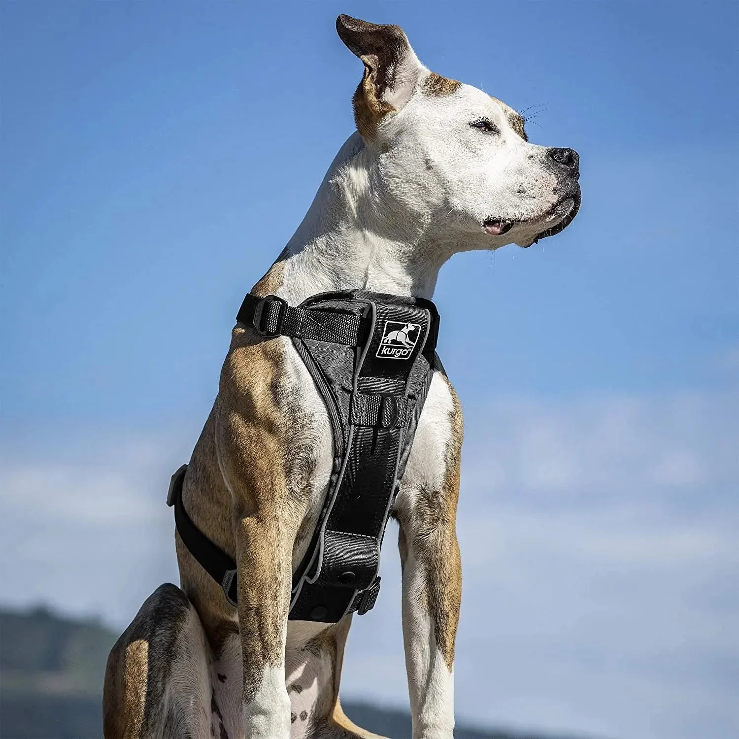 Tru-Fit Smart Dog Walking Harness - Comfortable Fit - Adjustable Harness - Reflective Pet Wear - Quick Strap Release - Daily Walk Accessory - Includes Seat Belt Loop - Black - Medium - Image 2