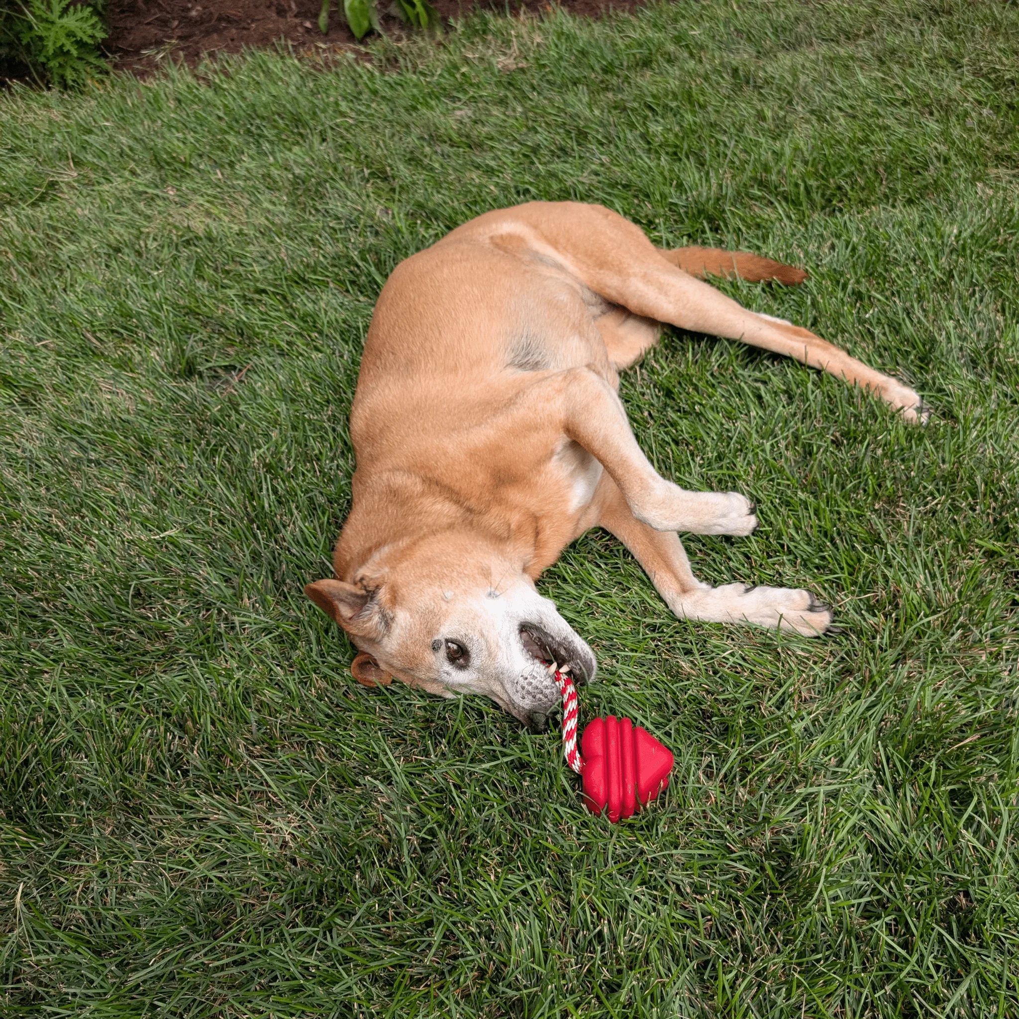 Tug Toys - Image 6