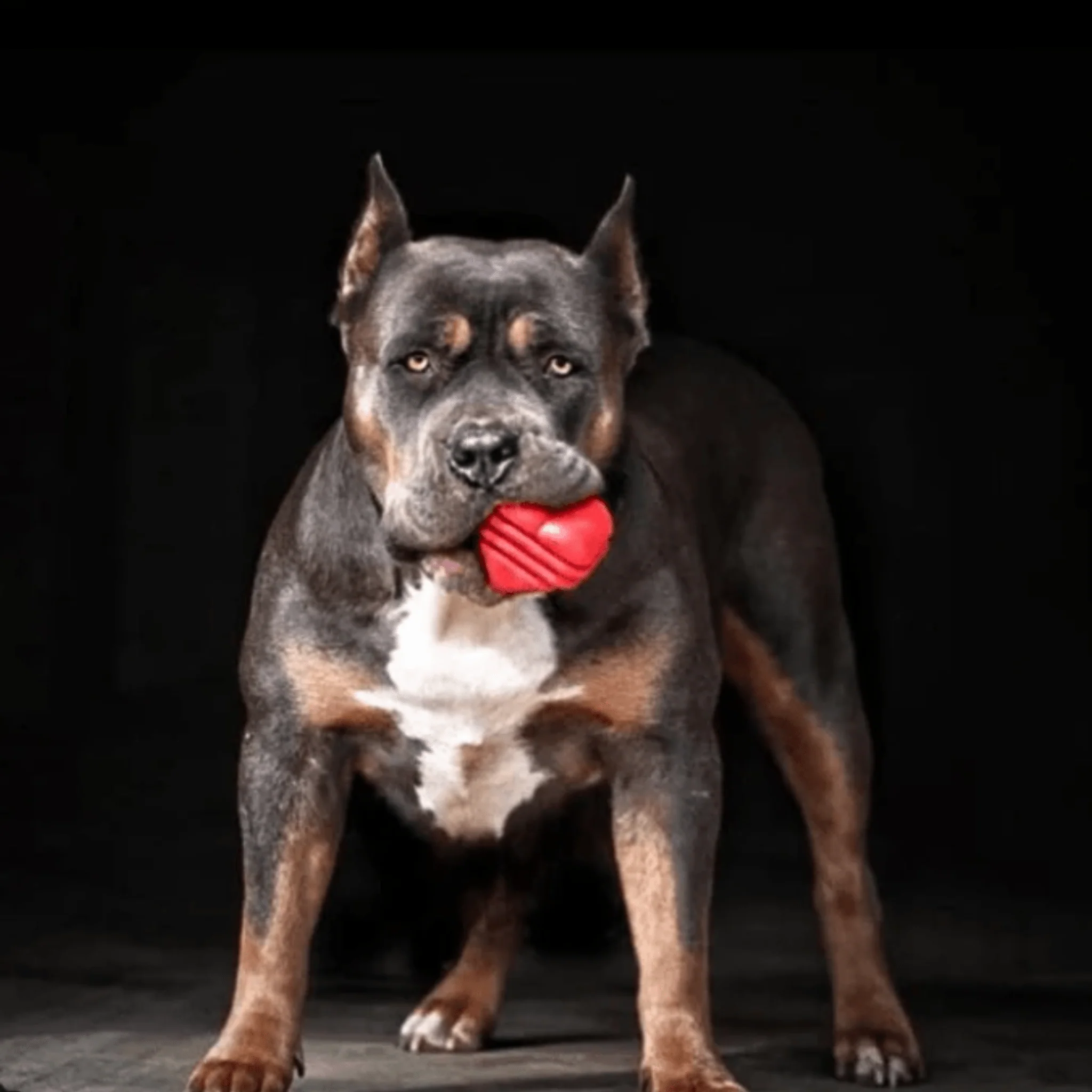 Tug Toys - Image 7