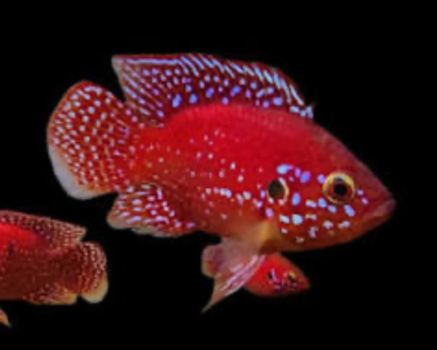 Turkana Jewel Cichlid (Rubricatochromis exsul) - Image 2