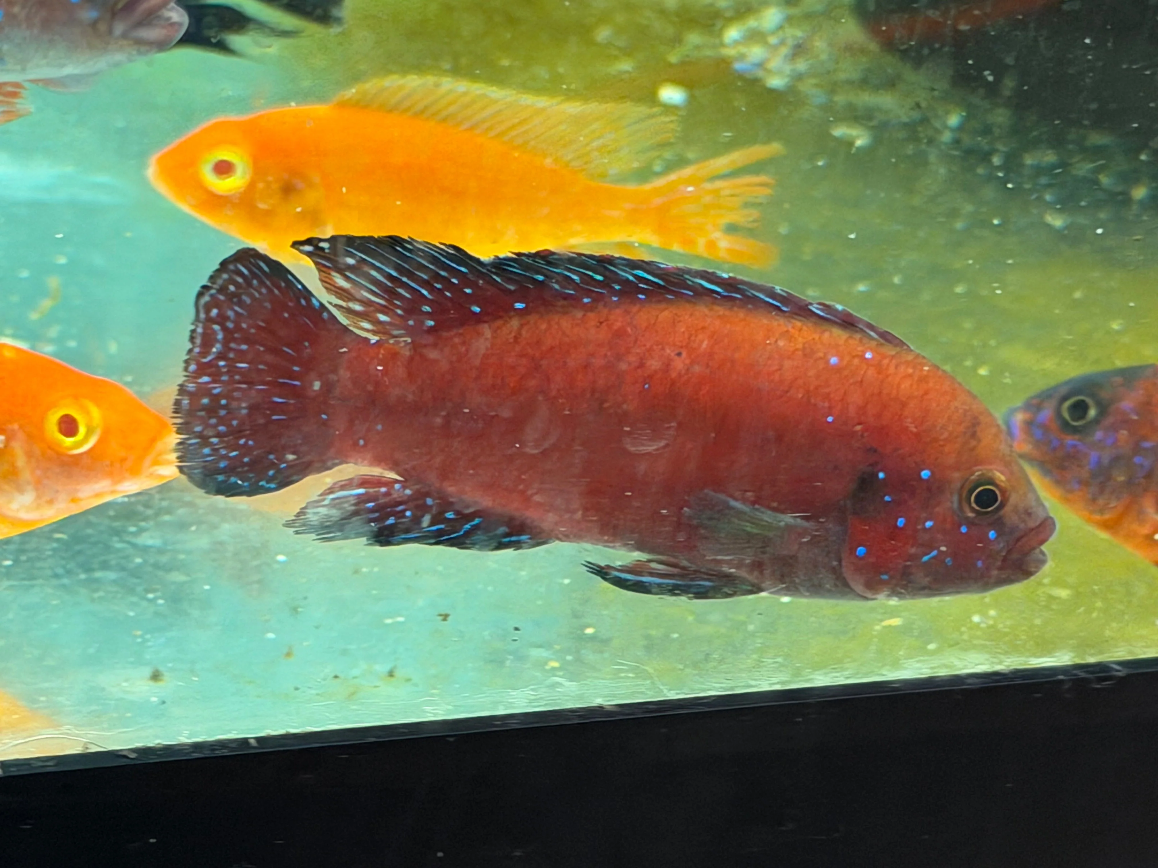 Turkana Jewel Cichlid (Rubricatochromis exsul) - Image 3