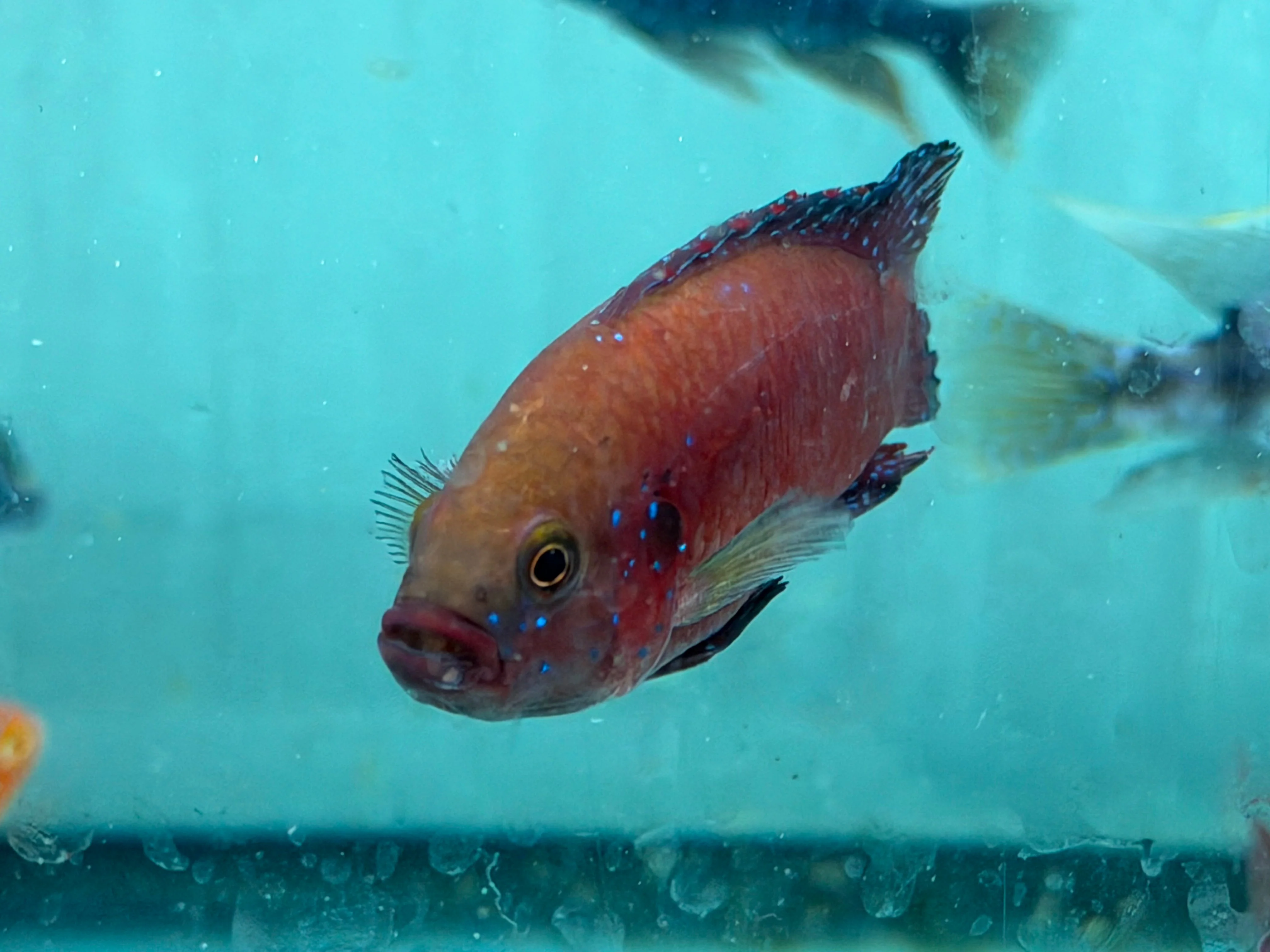 Turkana Jewel Cichlid (Rubricatochromis exsul) - Image 4