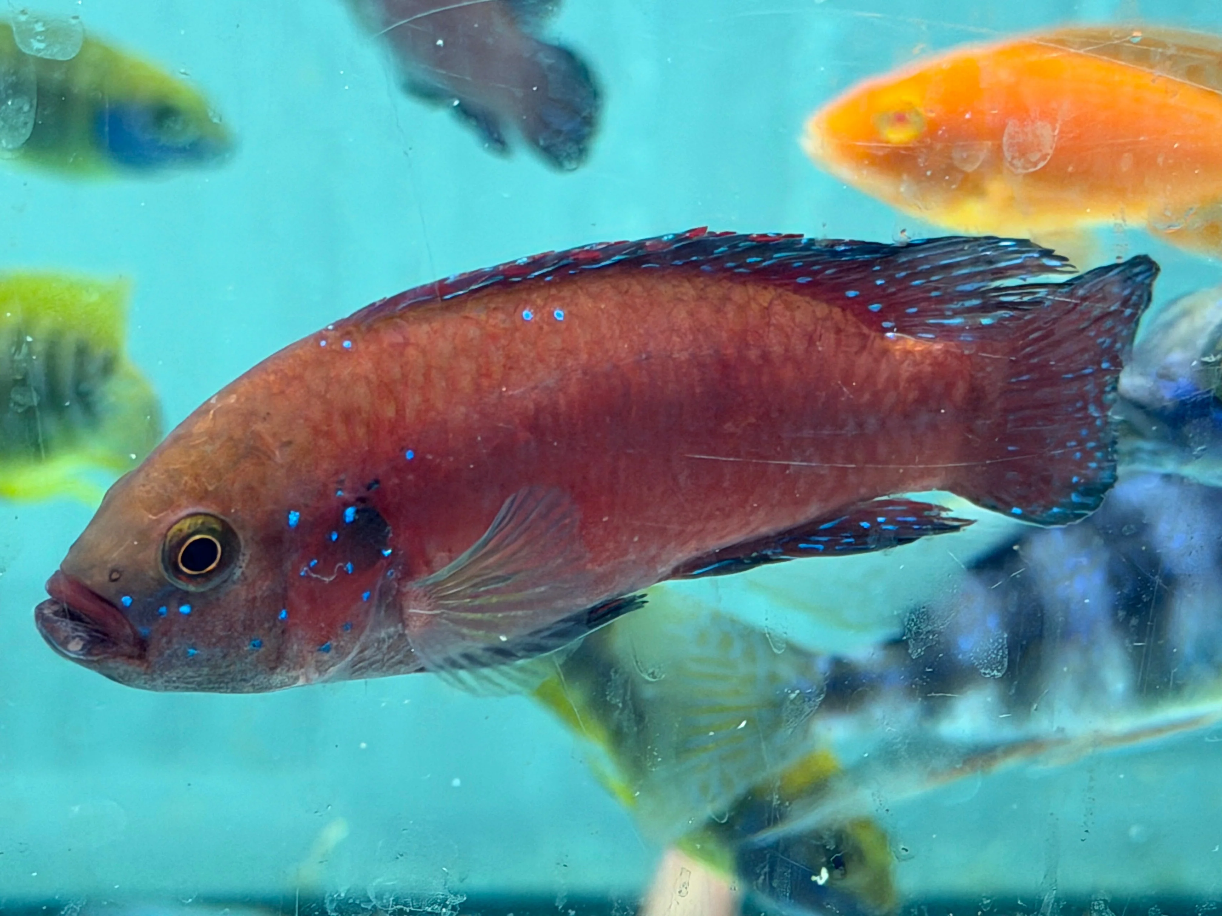 Turkana Jewel Cichlid (Rubricatochromis exsul) - Image 5