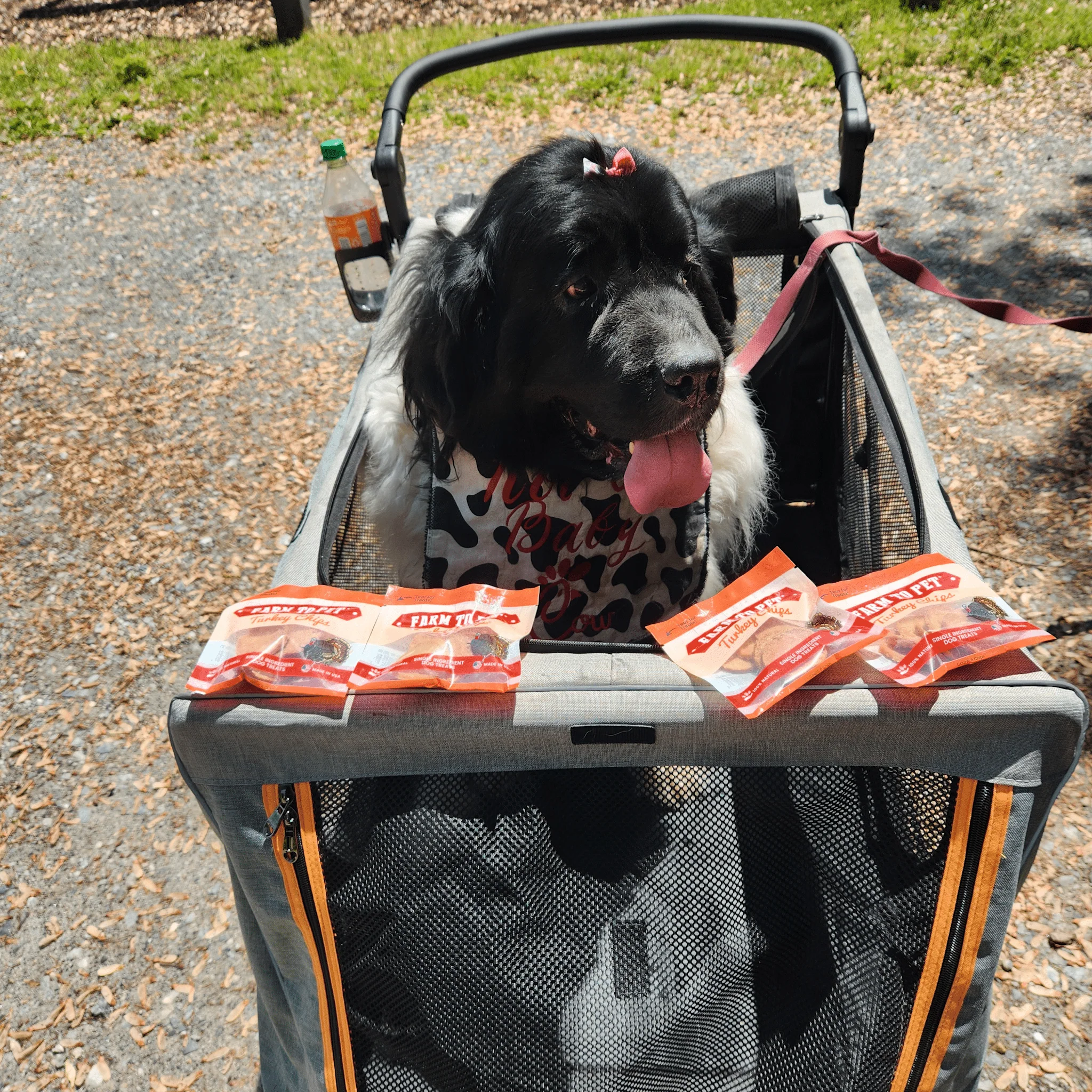 Turkey Chips Snack Pack Bundles | Low Allergen Treats for Training - Image 12