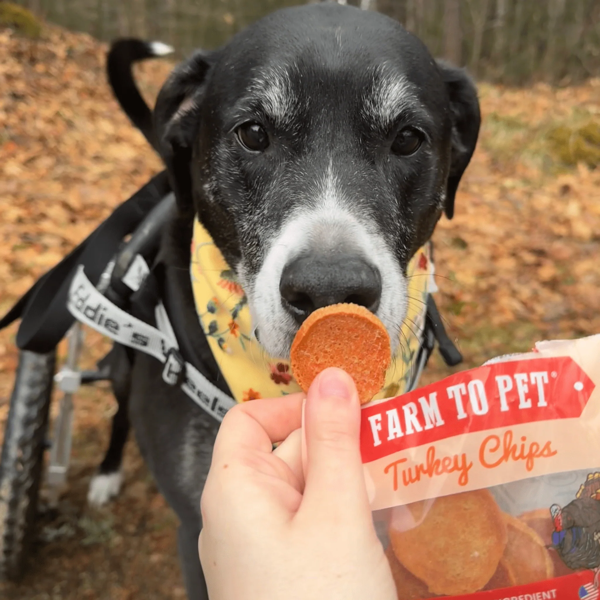 Turkey Chips Snack Pack Bundles | Low Allergen Treats for Training - Image 13