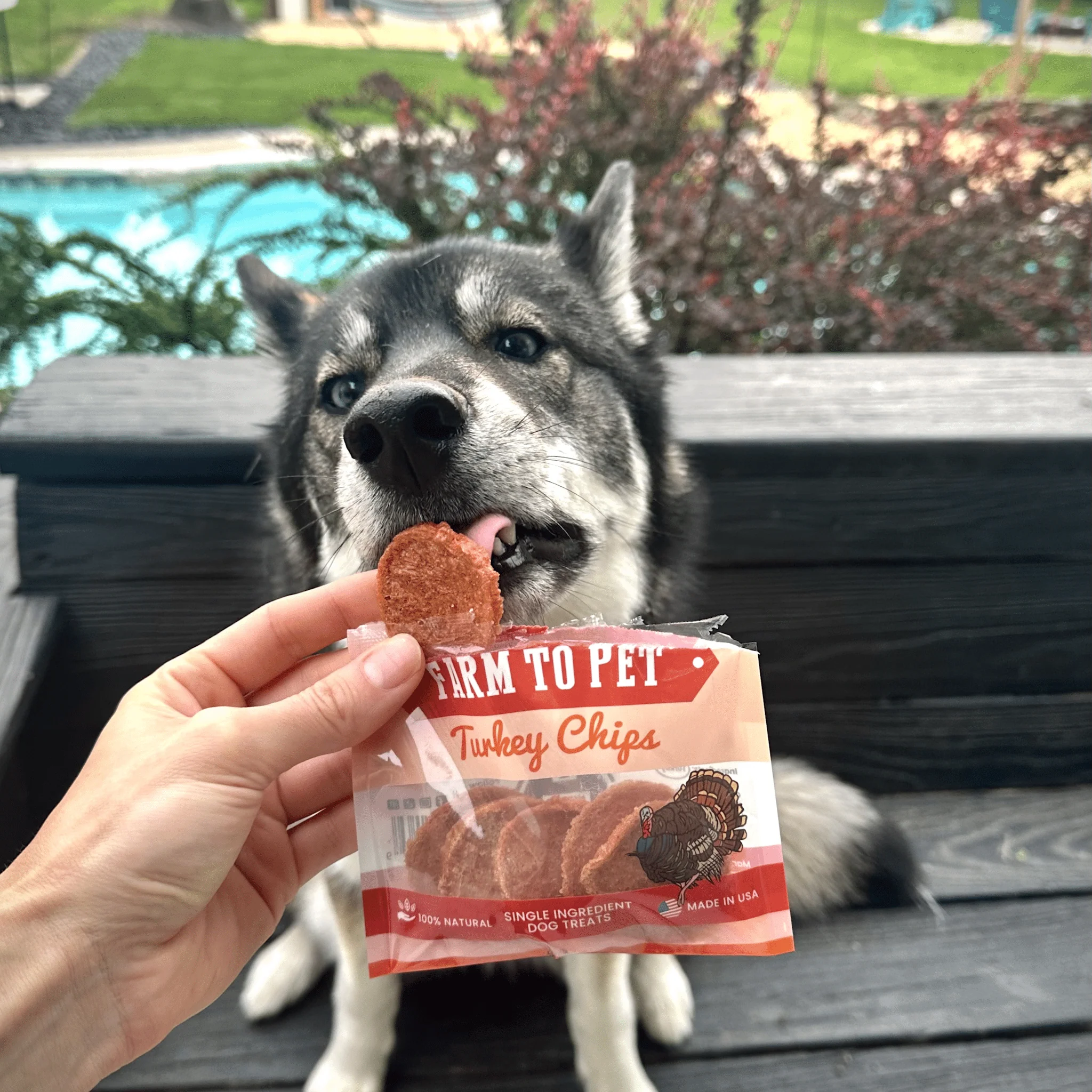 Turkey Chips Snack Pack Bundles | Low Allergen Treats for Training - Image 5