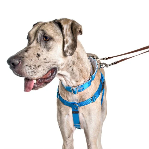 Turquoise Freedom No-Pull Dog Harness - Image 4