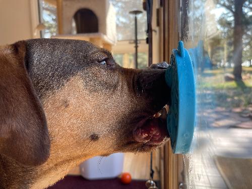 Turtle eMat-Mini Lick Mat with Suction Cups - Small Dogs & Cats | USA - Image 11