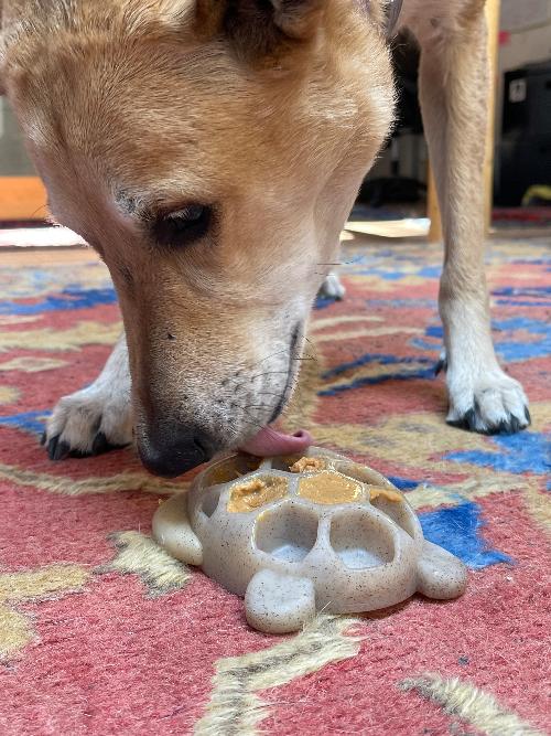 Turtle Nylon Chew Toy - Ultra-Durable Enrichment Toy for Power Chewers USA - Image 6