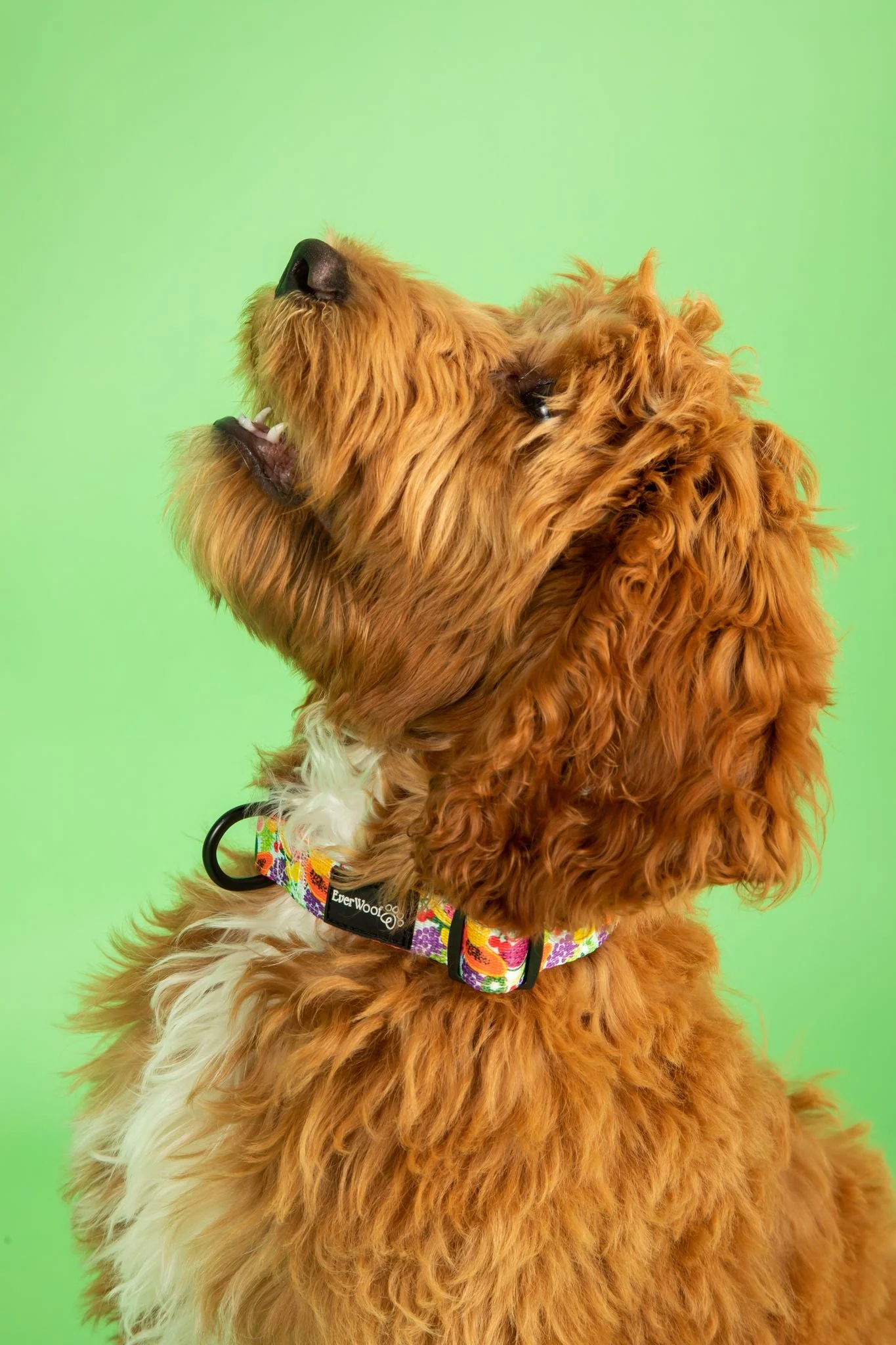 Tutti Frutti Collar - Image 2
