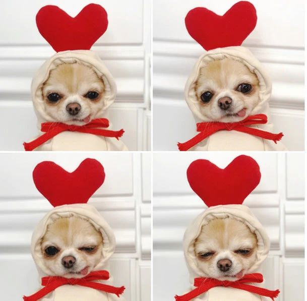 Two-legged Hooded Dog Clothes - Image 4