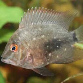 Uaru cichlid (triangle cichlid) - Image 2