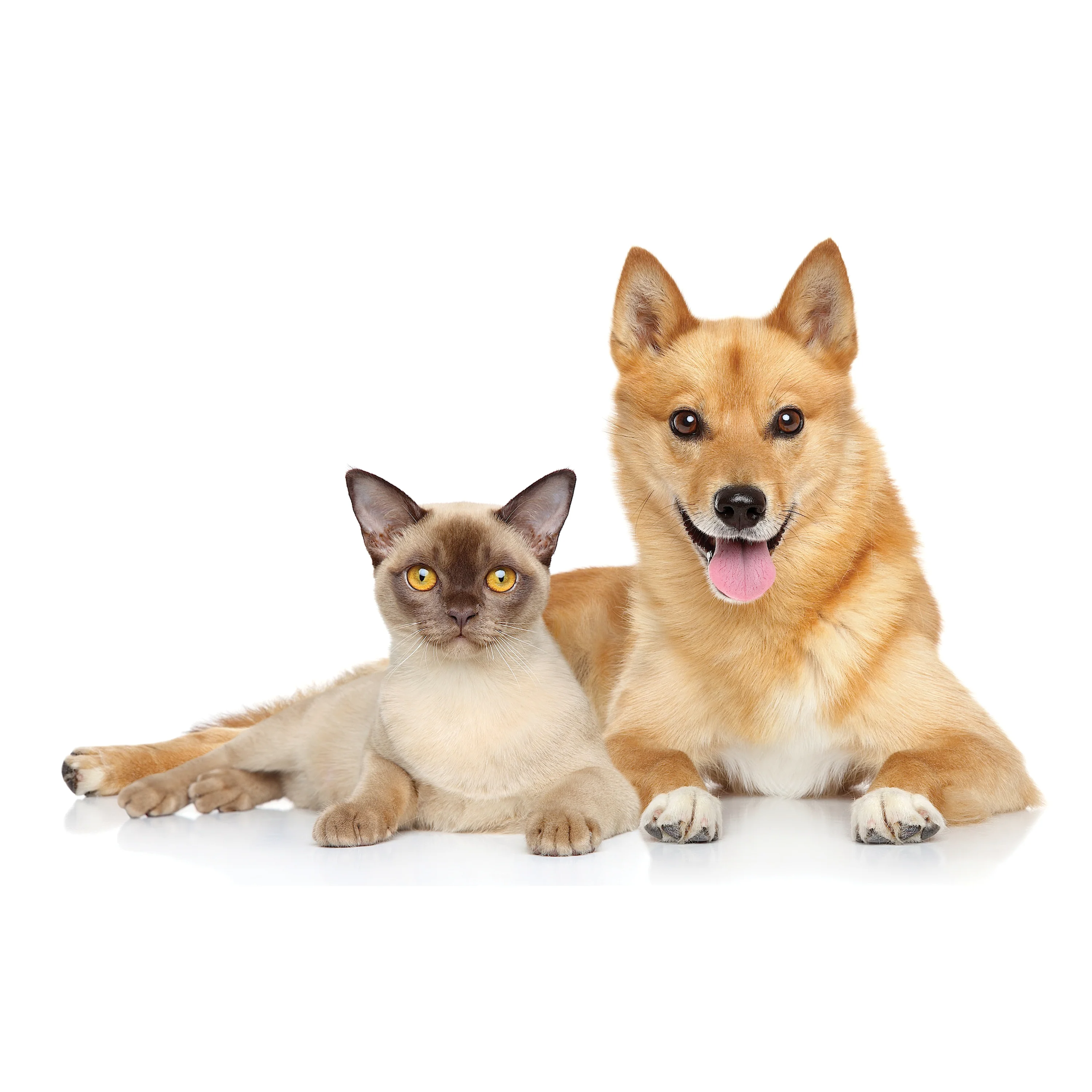 UBAVET UBACALM Calming Soft Chews for Dogs & Cats – Natural Stress & Anxiety Relief - Image 7