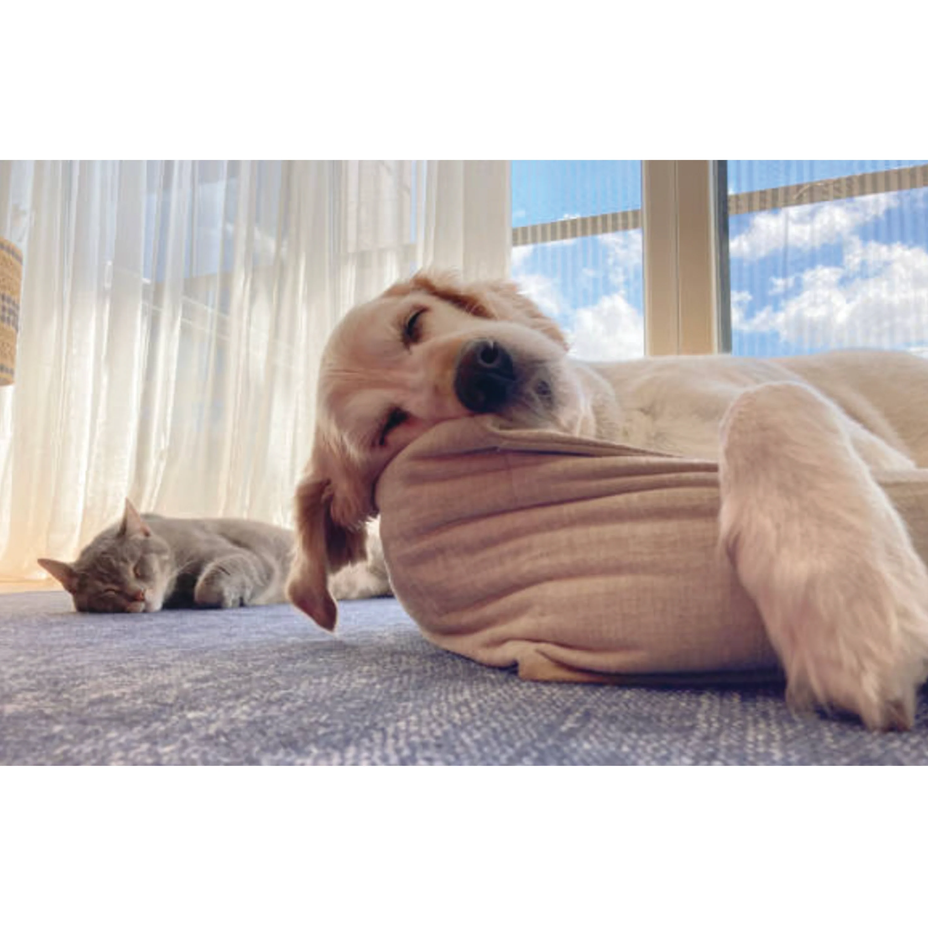 UBAVET UBACALM Calming Soft Chews for Dogs & Cats – Natural Stress & Anxiety Relief - Image 8