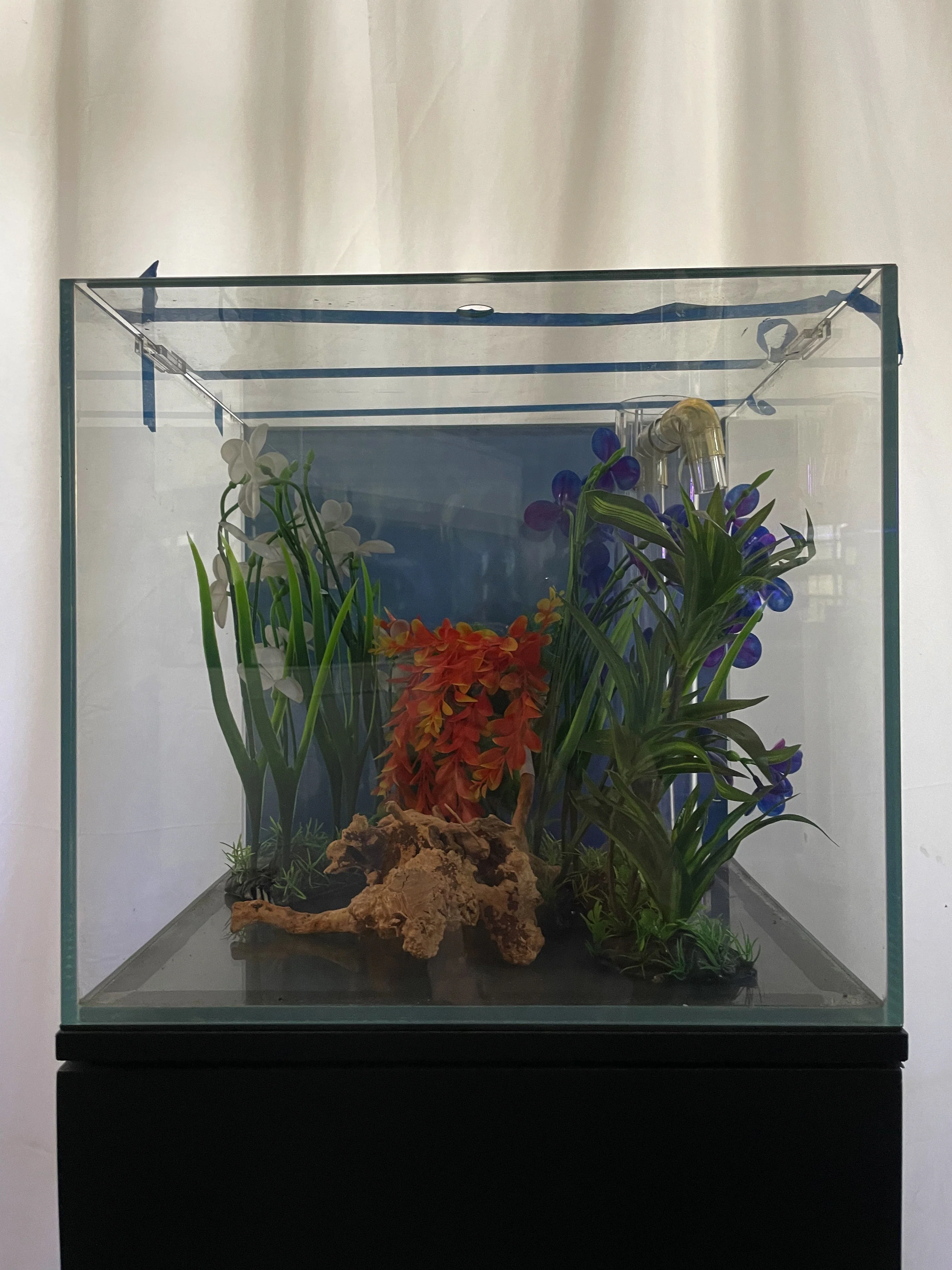 ULTRA CLEAR GLASS - 18 gallon cube fish tank aquarium full setup w/ filtration - Image 2