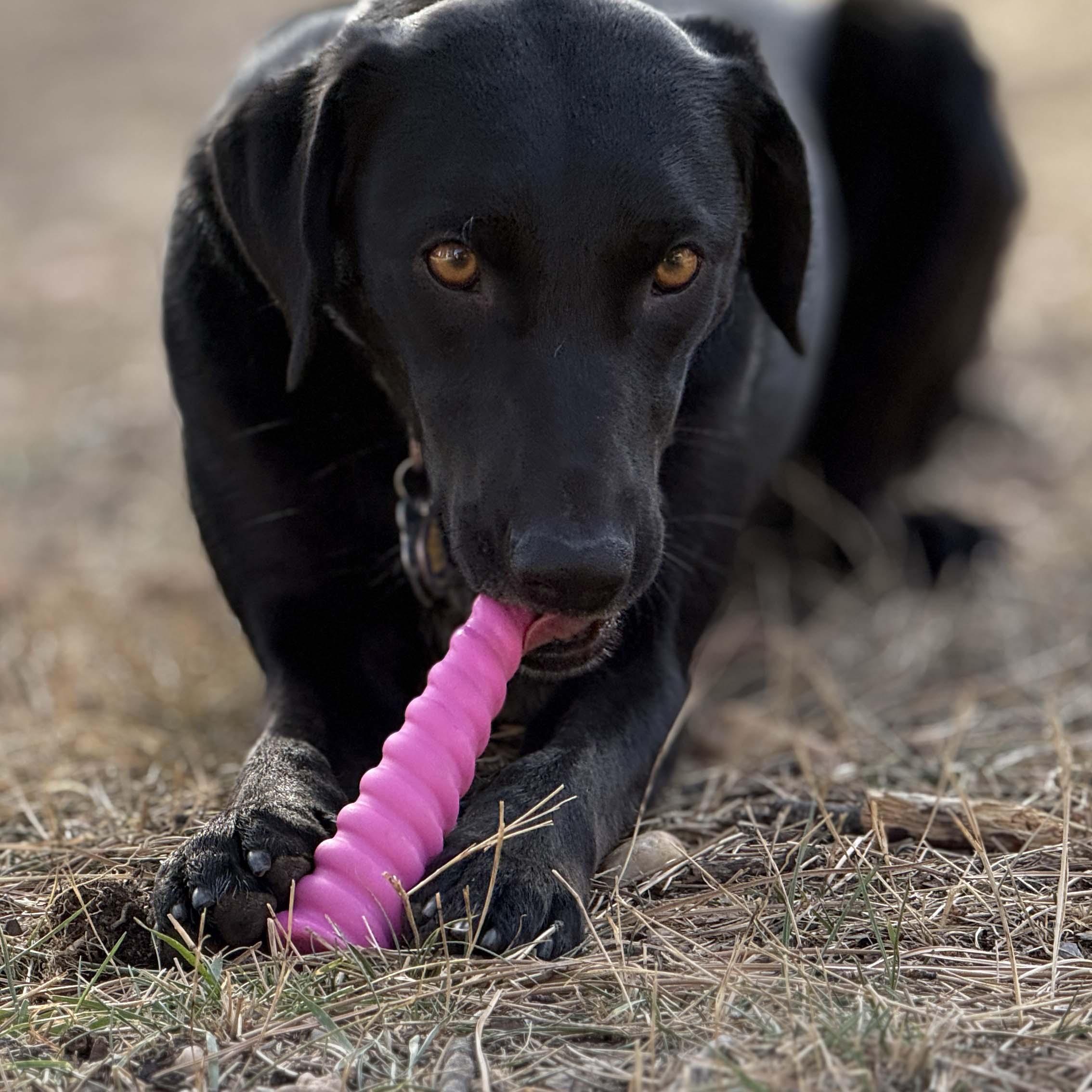 Unicorn Horn Nylon Dog Chew Toy | Durable for Aggressive Chewers | SodaPup - Image 2