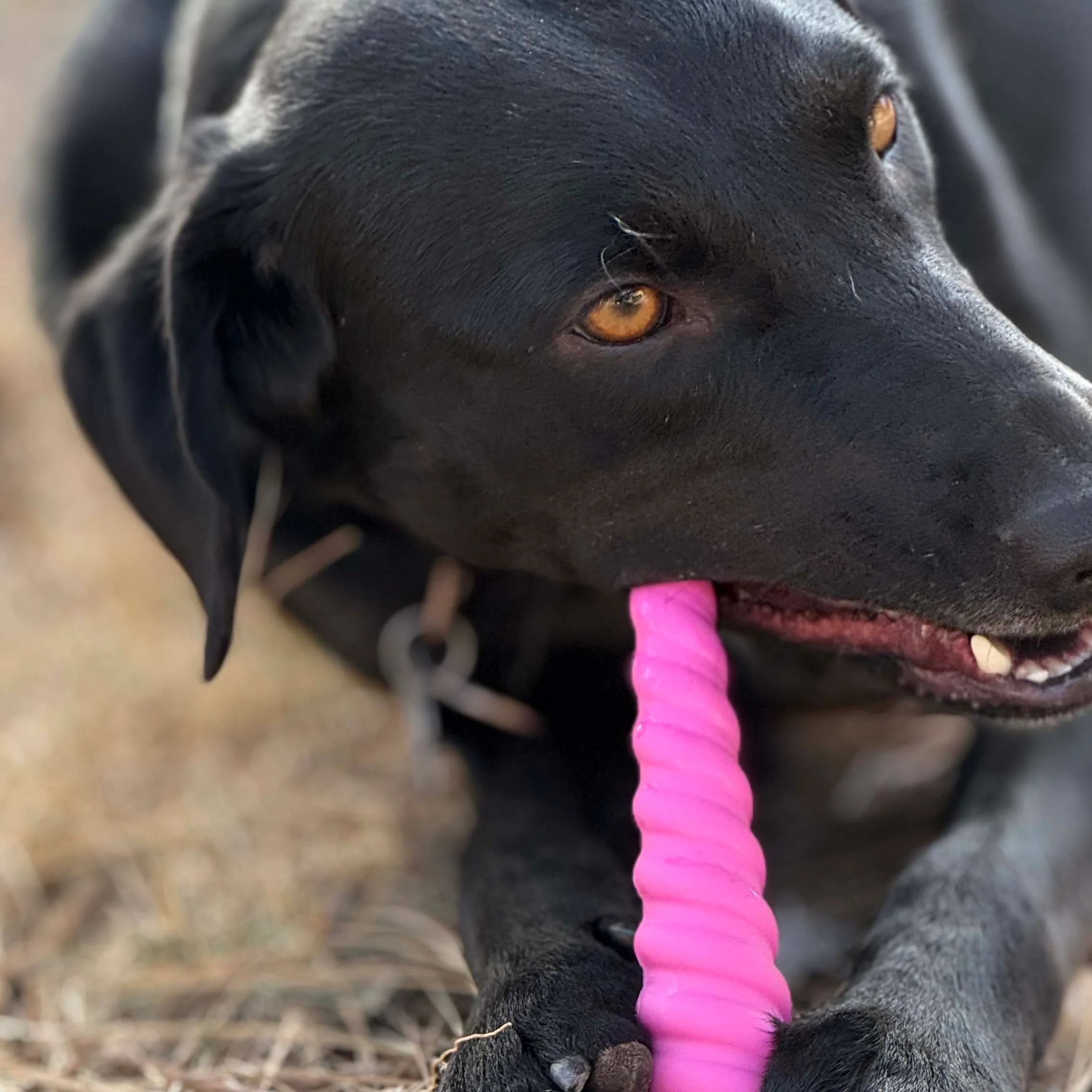 Unicorn Horn Nylon Dog Chew Toy | Durable for Aggressive Chewers | SodaPup - Image 5