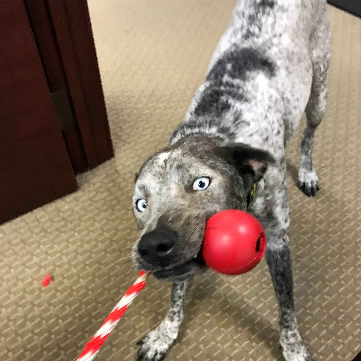 USA-K9 Cherry Bomb Rubber Dog Chew Toy | K9 Handler Reward Toy | Blue | USA Made - Image 6