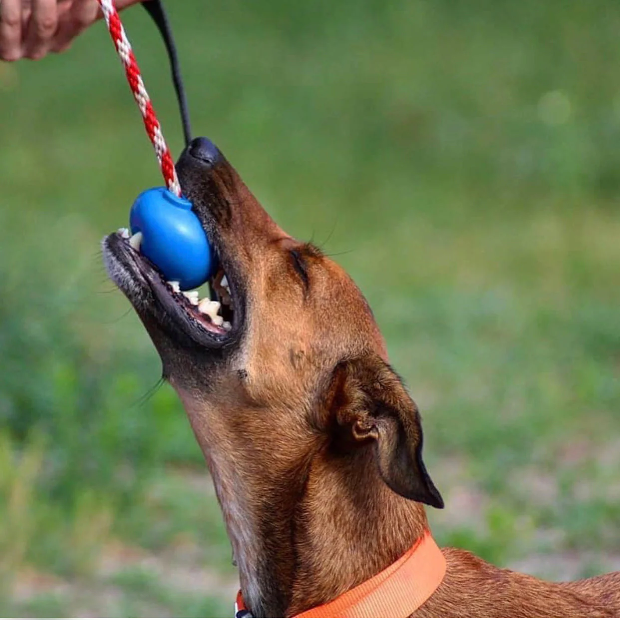 USA-K9 Cherry Bomb Rubber Dog Chew Toy | K9 Handler Reward Toy | Blue | USA Made - Image 7