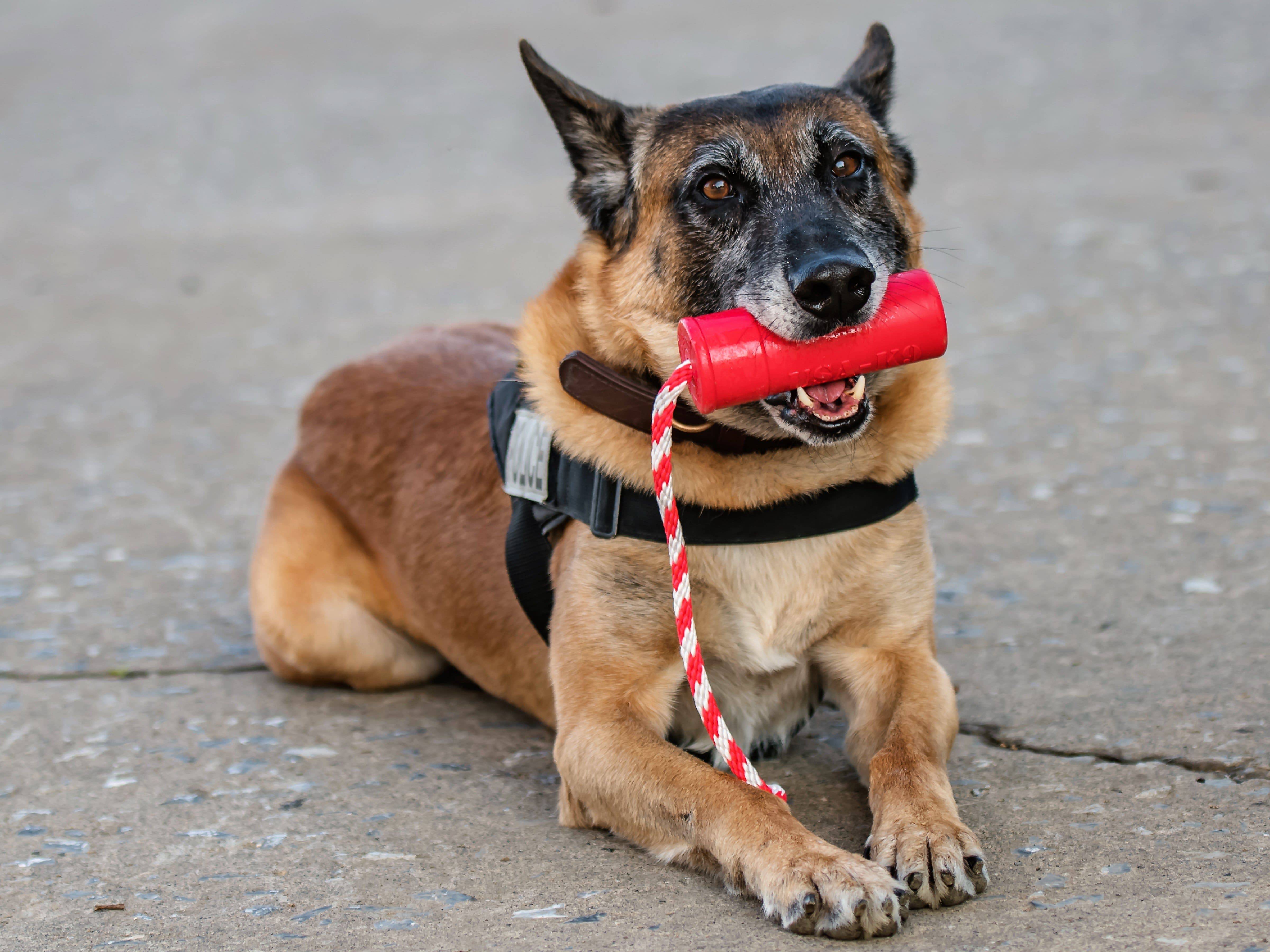 USA-K9 Firecracker Floating Training Dummy | K9 Handler Reward Toy | Red | USA Made - Image 10