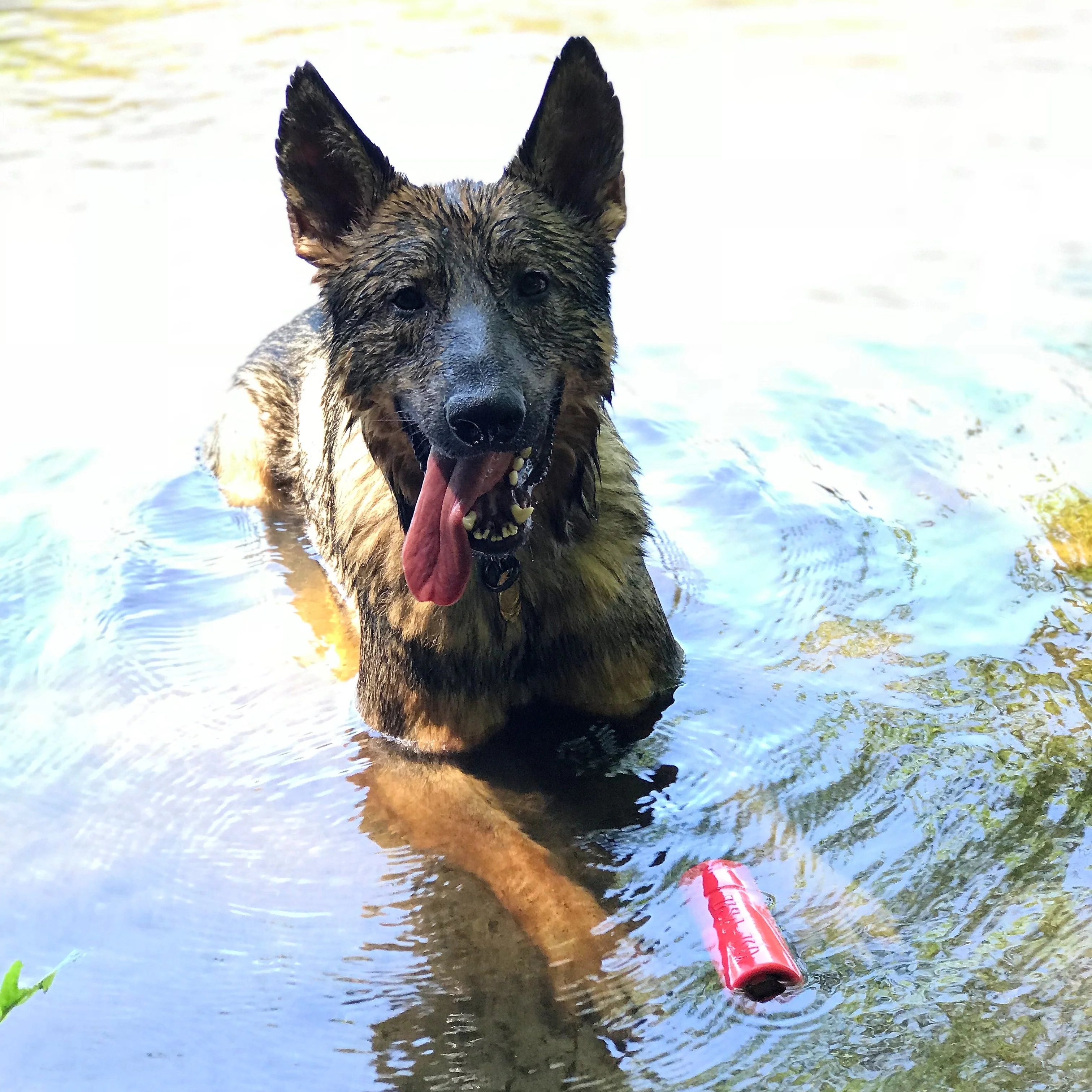 USA-K9 Firecracker Floating Training Dummy | K9 Handler Reward Toy | Red | USA Made - Image 12