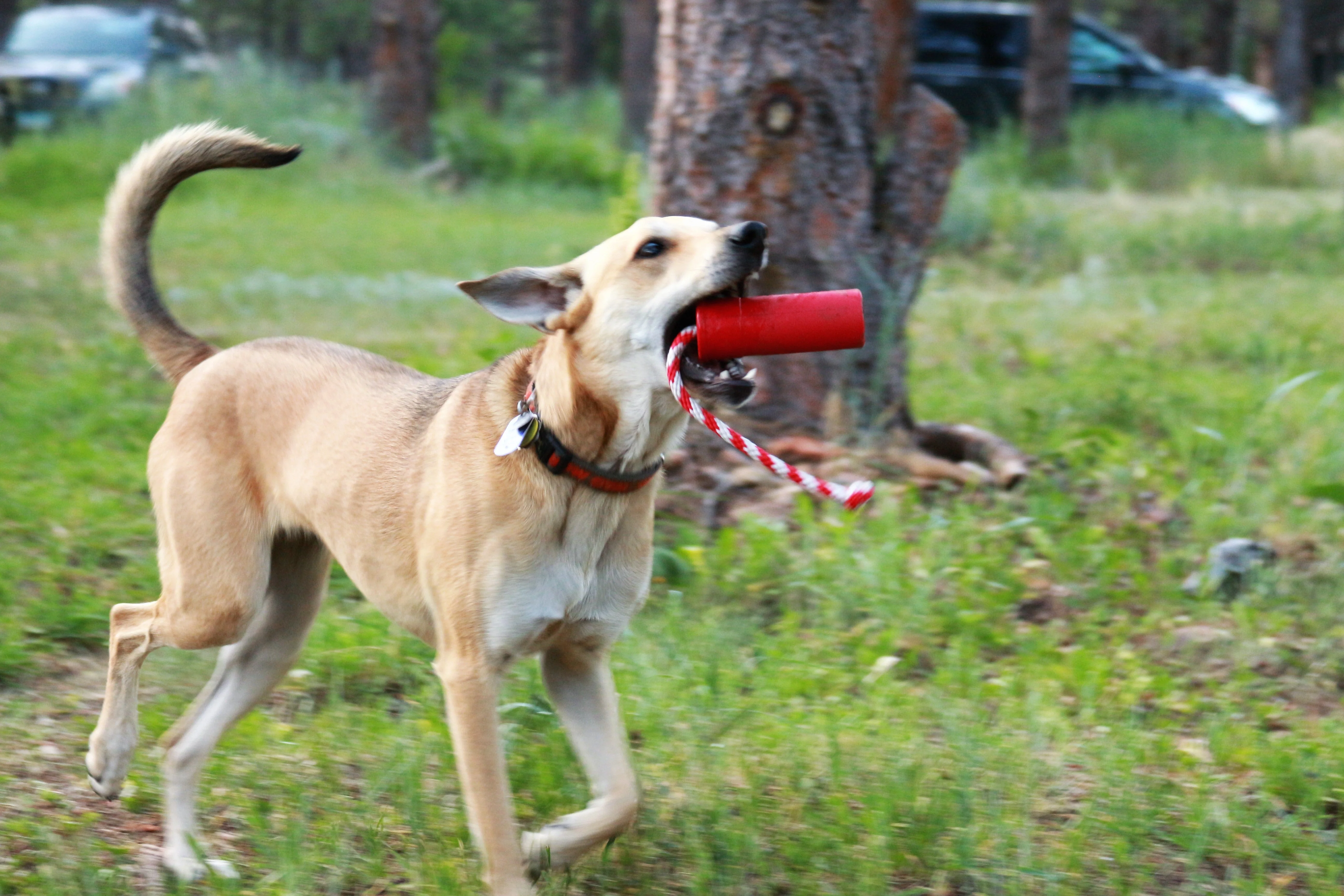 USA-K9 Firecracker Floating Training Dummy | K9 Handler Reward Toy | Red | USA Made - Image 13