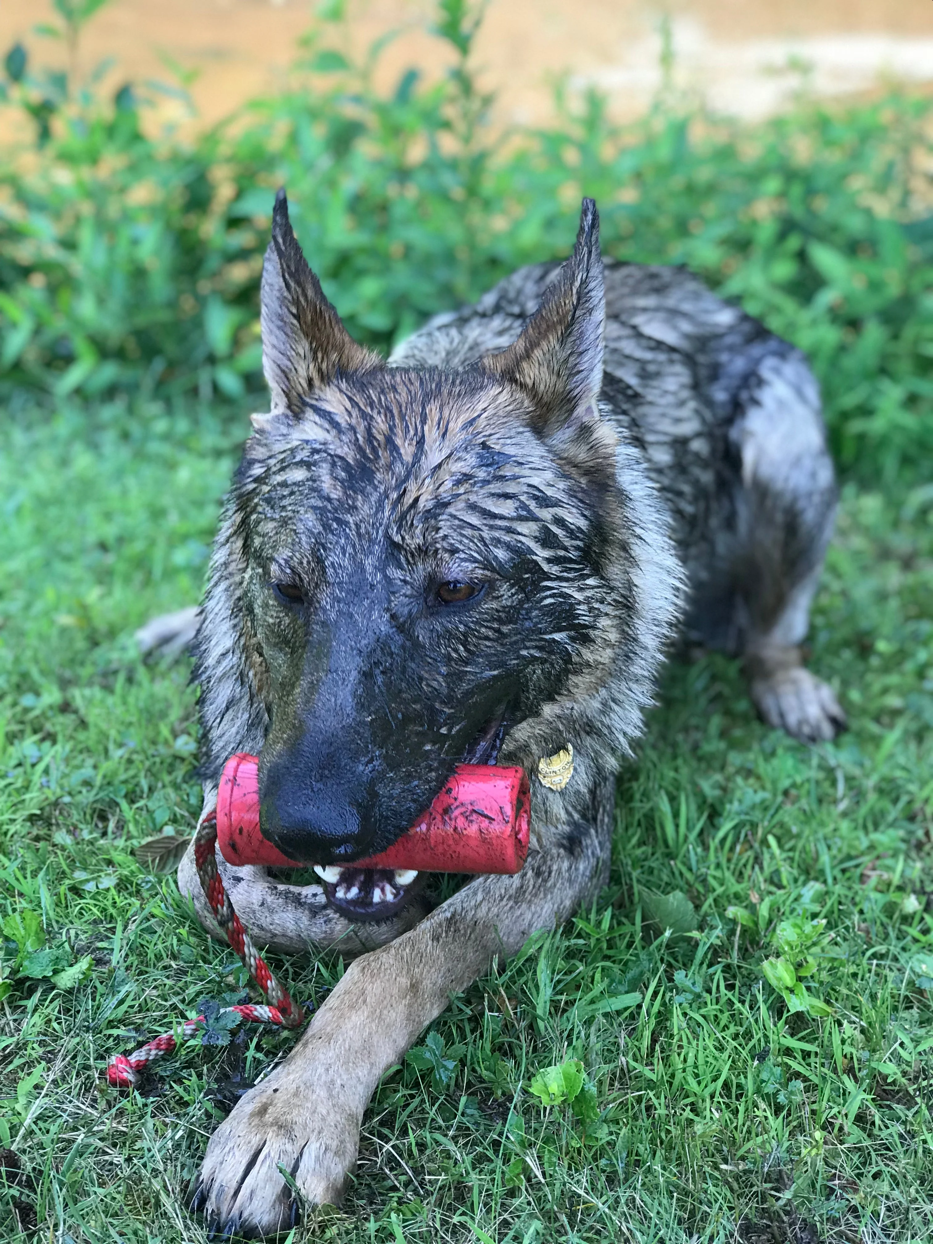USA-K9 Firecracker Floating Training Dummy | K9 Handler Reward Toy | Red | USA Made - Image 15