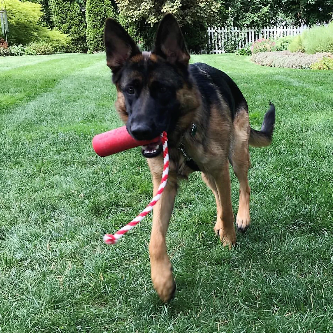 USA-K9 Firecracker Floating Training Dummy | K9 Handler Reward Toy | Red | USA Made - Image 6